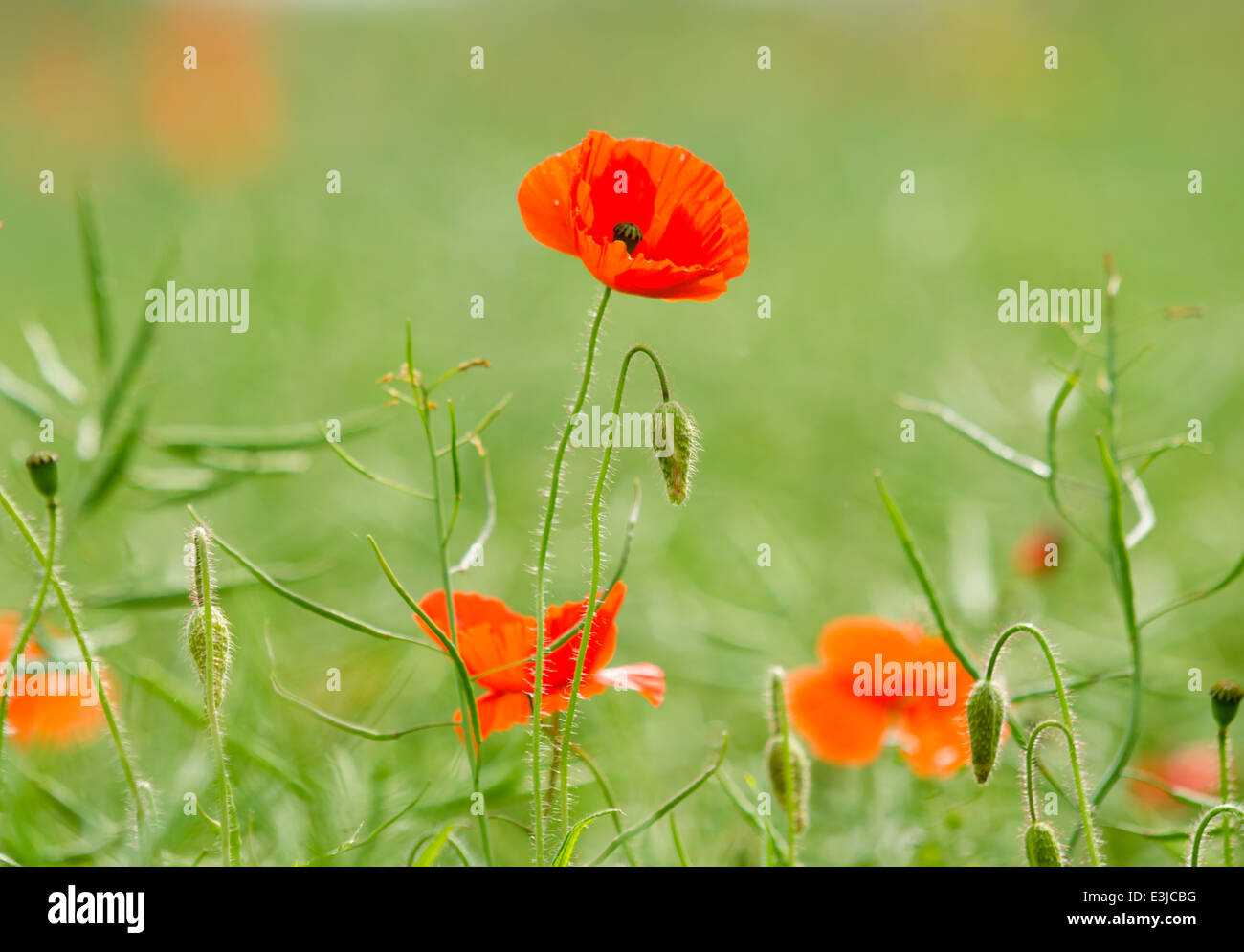 Poppies poppy flower fields hi-res stock photography and images - Alamy