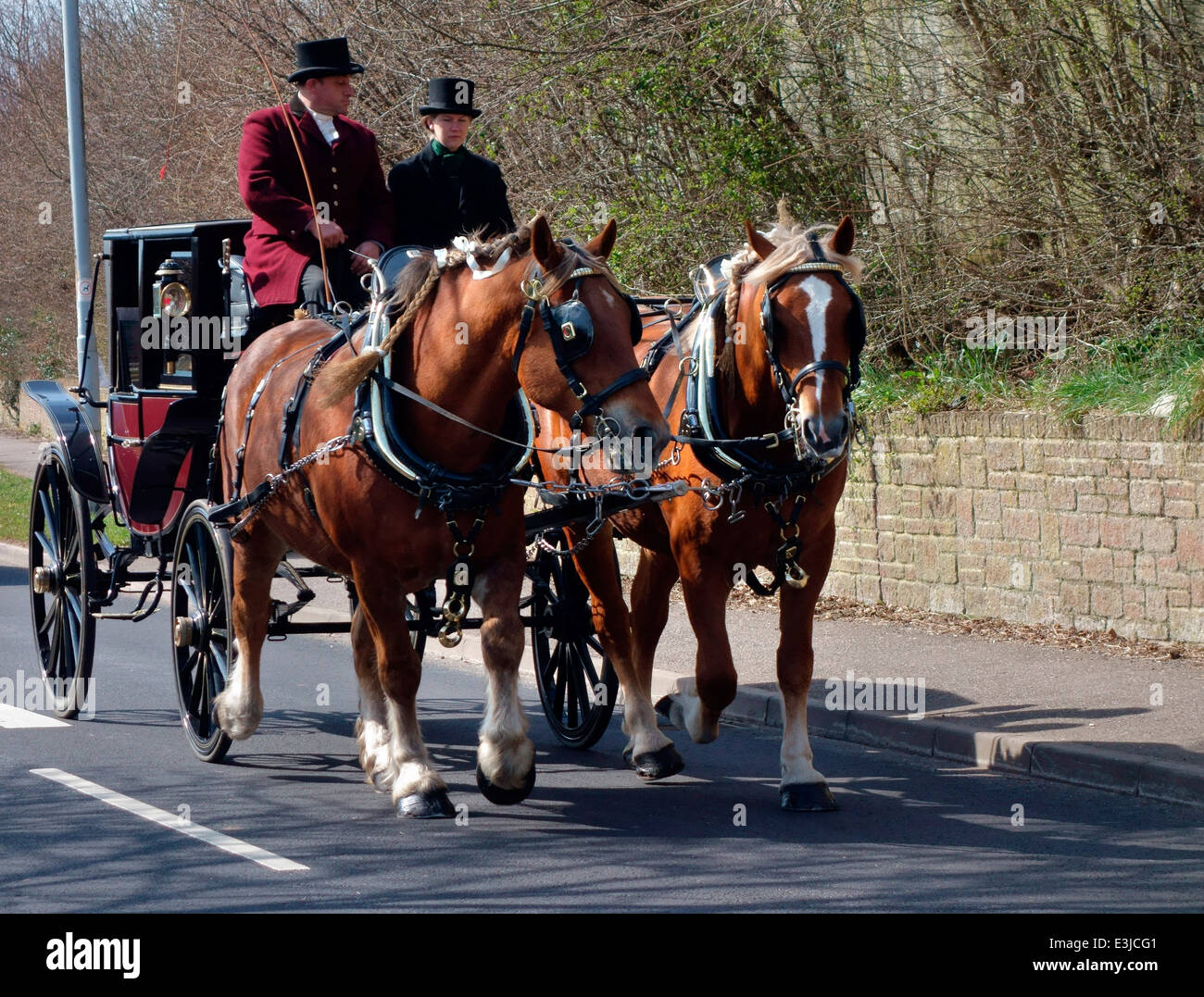 Heavy horses pulling carriage hires stock photography and images Alamy