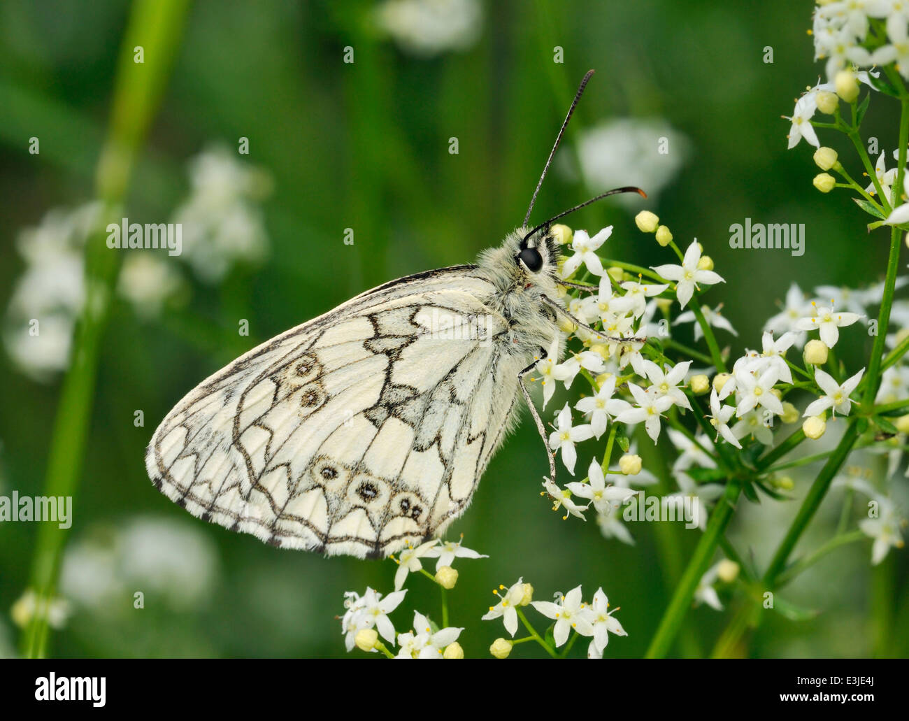 Marbled White Butterfly - Melanargia galathea On Hedge Bedstraw - Galium mollugo Stock Photo