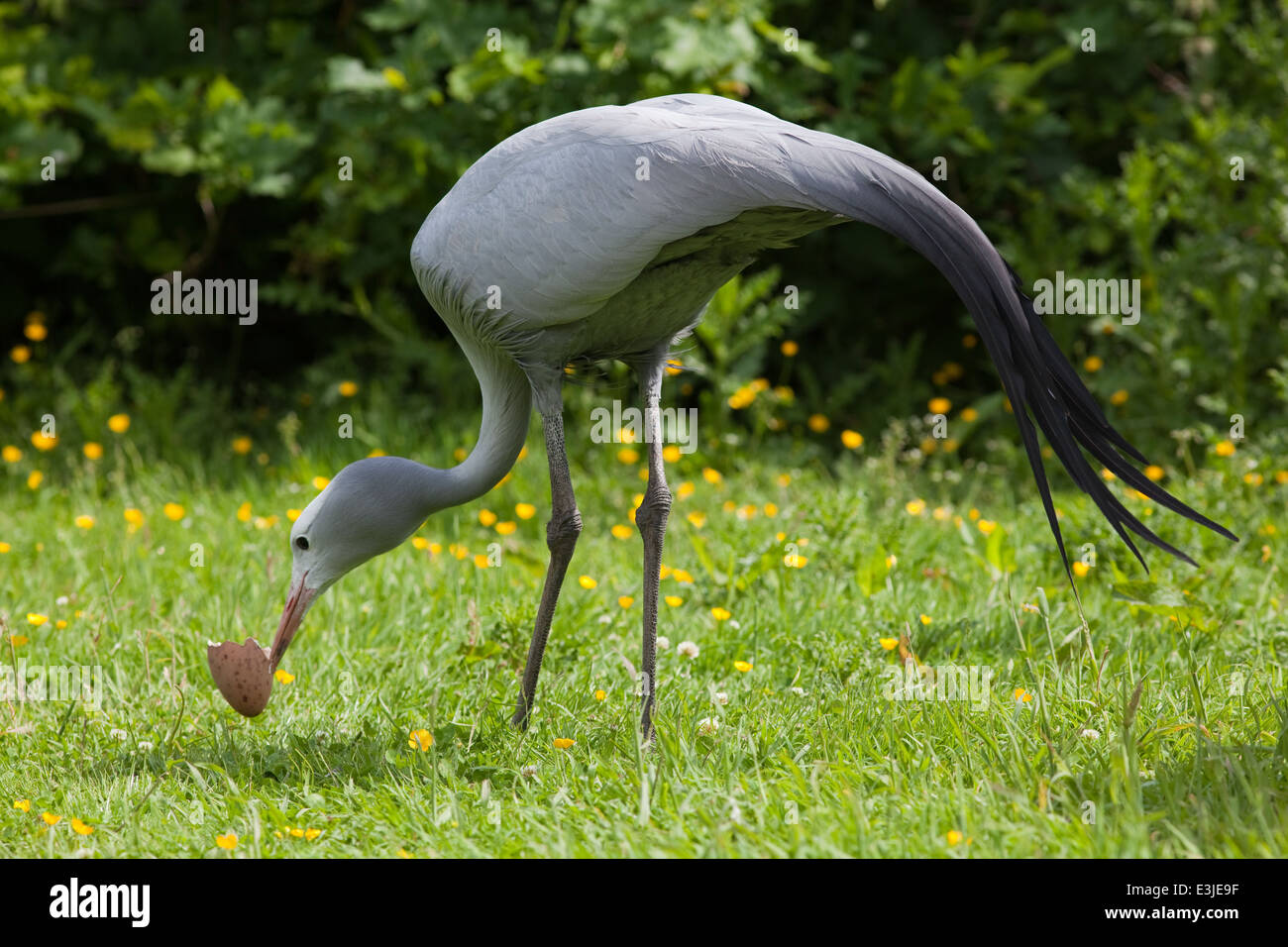 Blue, Paradise or Stanley Crane (Anthropoides paradisea). Adult breeding male, taking egg shell away from nest site area. Stock Photo