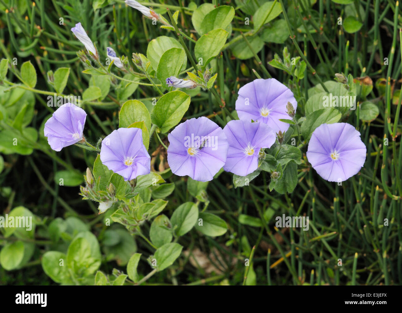 Blue Rock Bindweed - Convolvulus sabatius Stock Photo