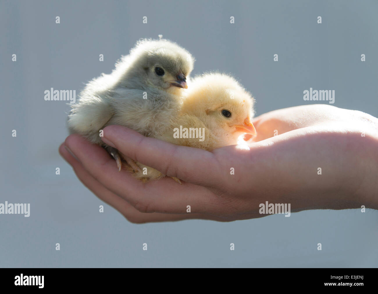 Hand holding baby chick hires stock photography and images Alamy