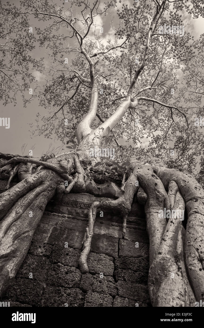 Tree growing over a temple wall at Ta Prohm within the ancient city of ...