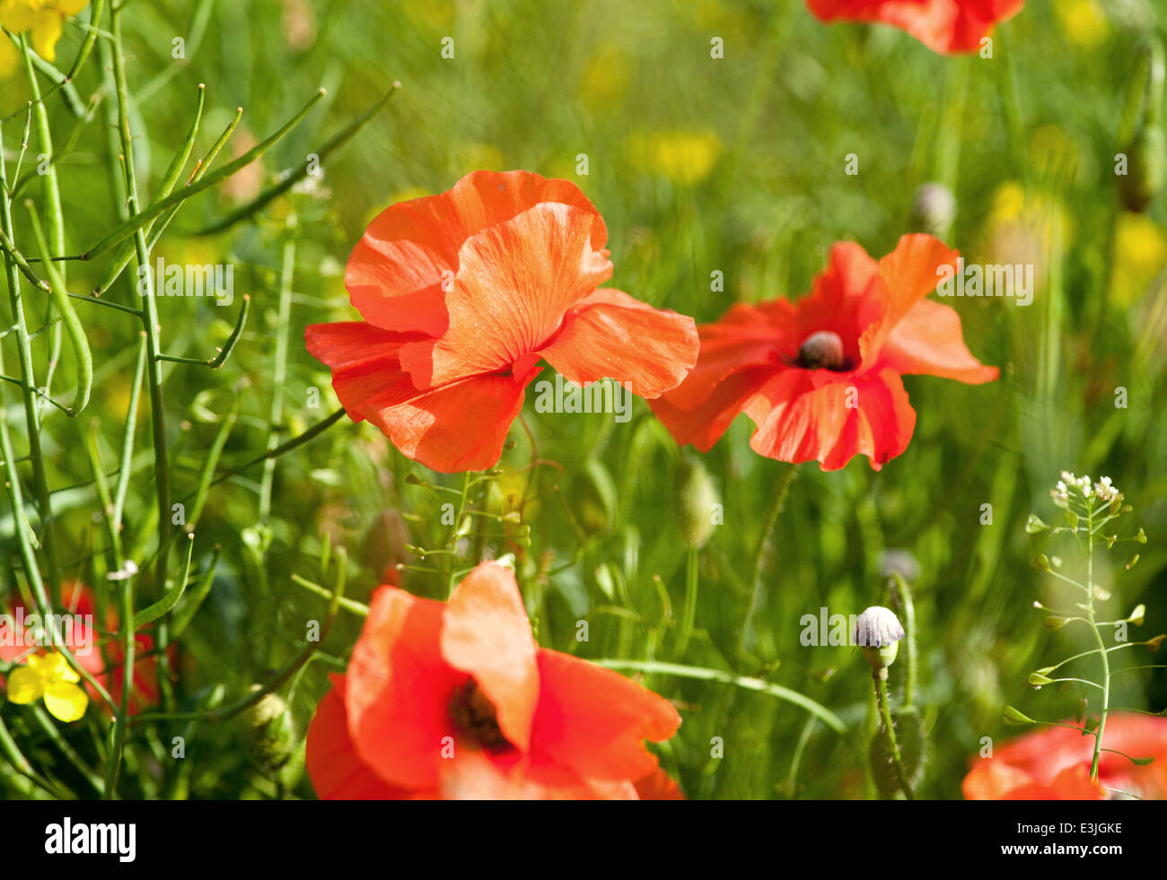 Poppies green hi-res stock photography and images - Alamy