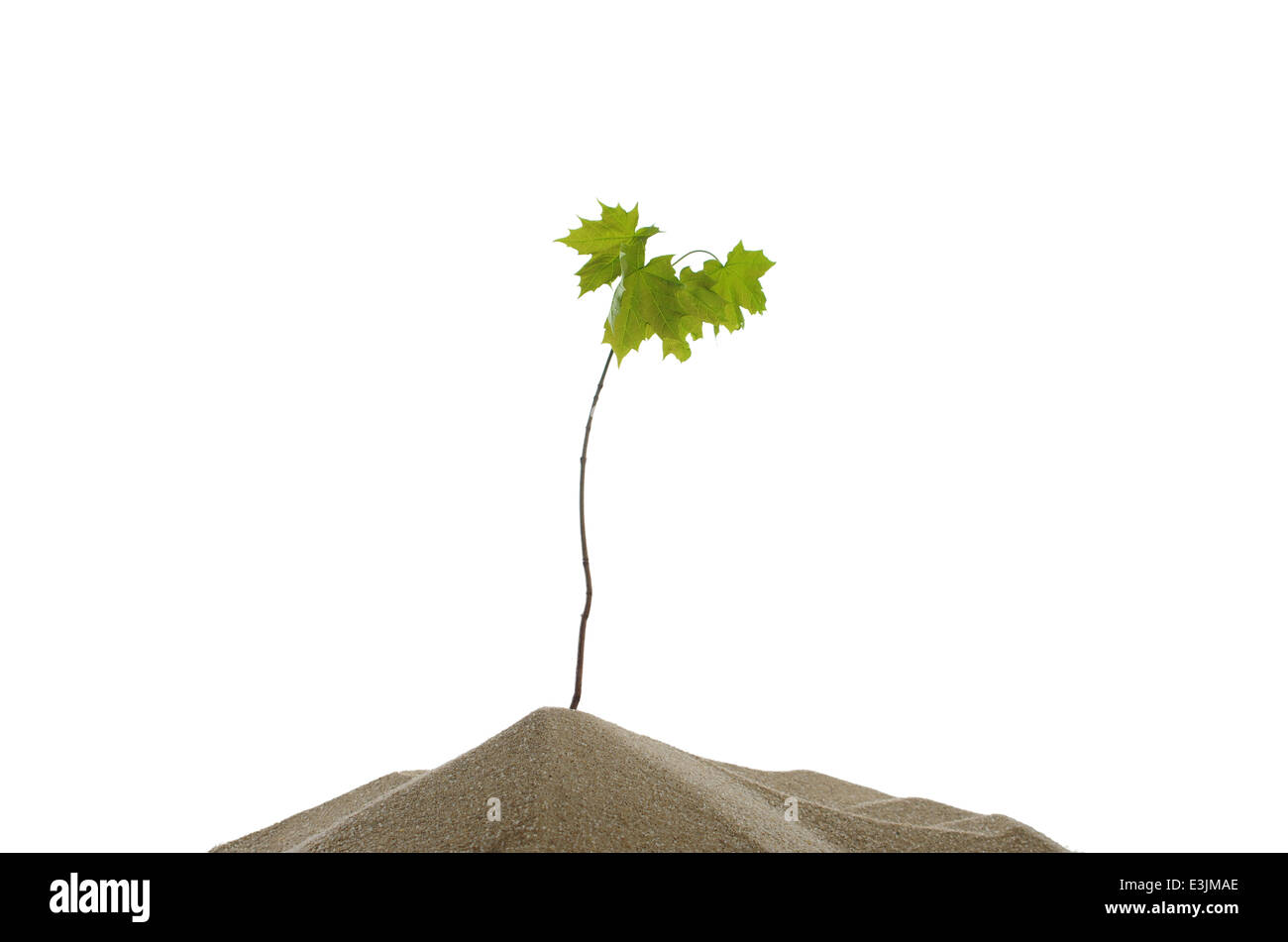 small maple with roots on white background Stock Photo - Alamy