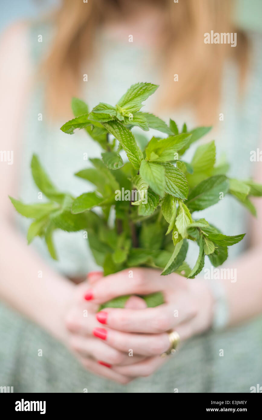 Woman holding a bunch of freshly picked mint. Stock Photo