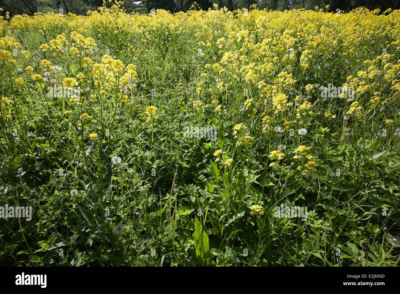 Bunias orientalis, Turkish wartycabbage, flowers Stock Photo