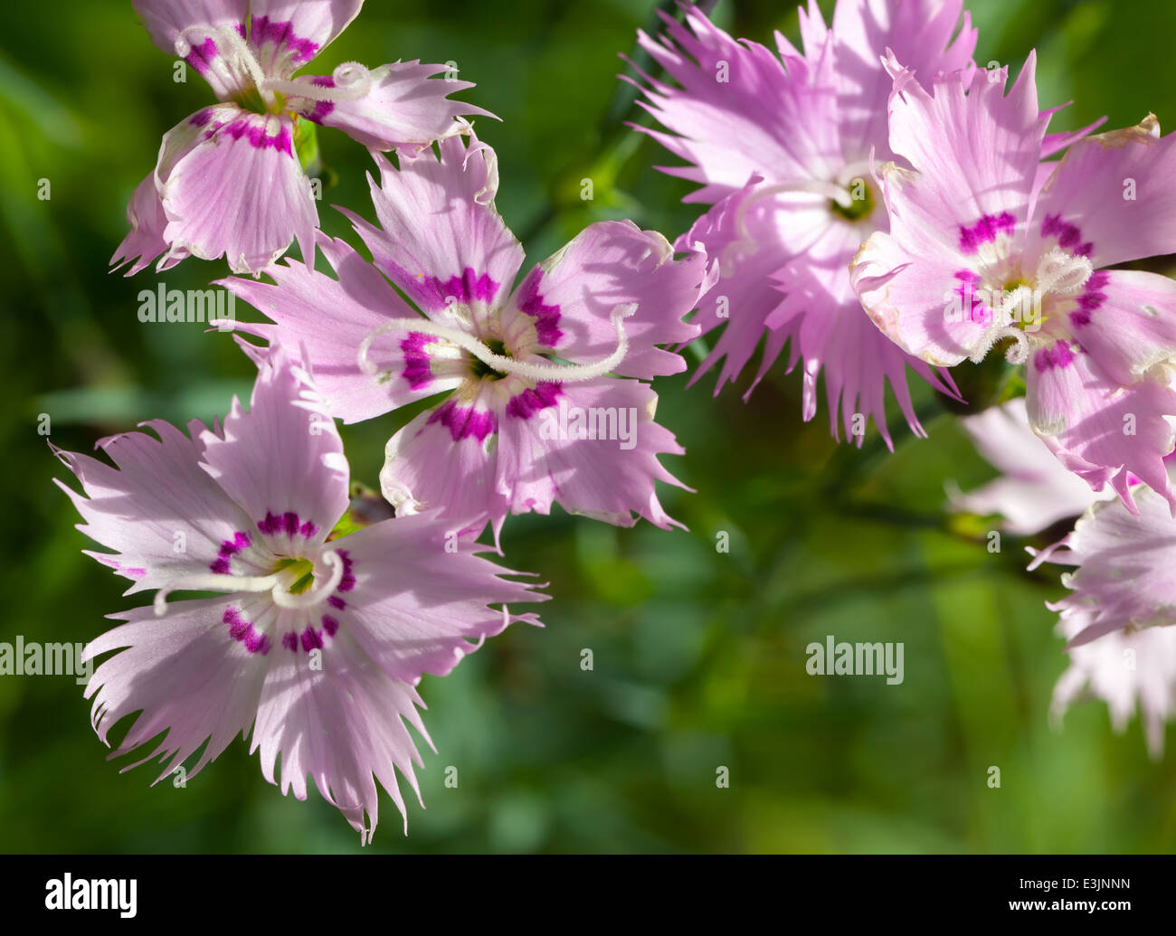 Wild carnation pink flowers. Macro photo with selective focus Stock