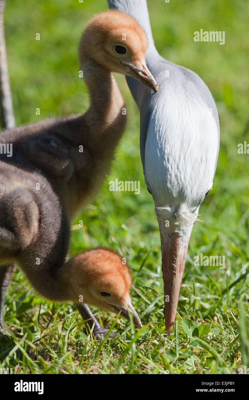 Blue, Paradise or Stanley Cranes (Anthropoides paradisea). Adult with 12 days old chicks, searching for invertebrates. Stock Photo
