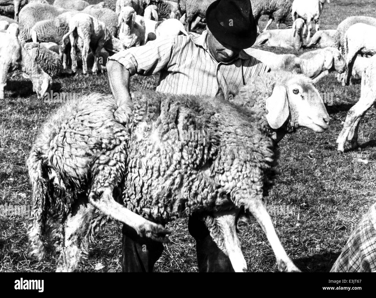 Sheep shearing historical hi-res stock photography and images - Alamy