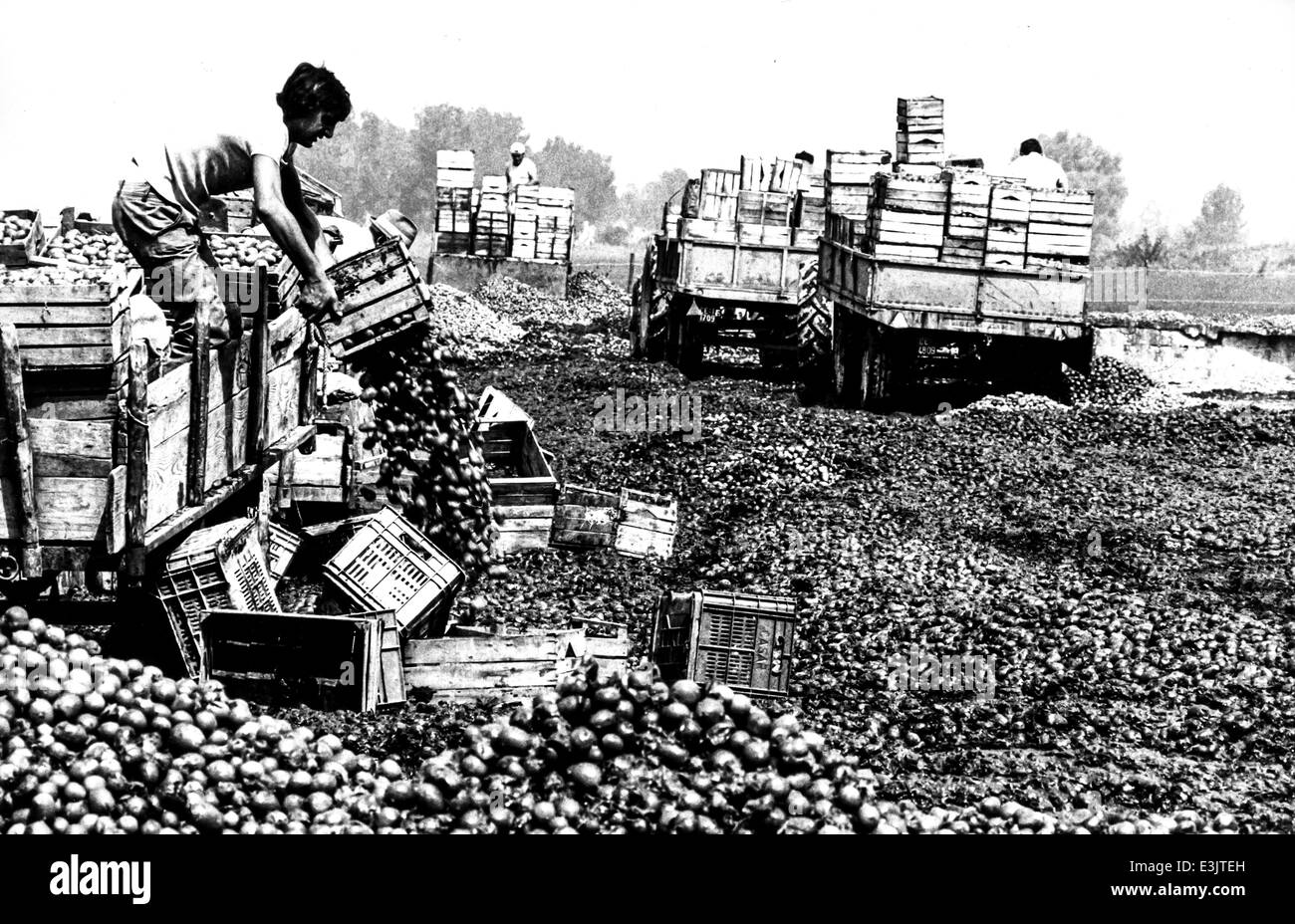 maceration of tomatoes,calabria,italy Stock Photo Alamy