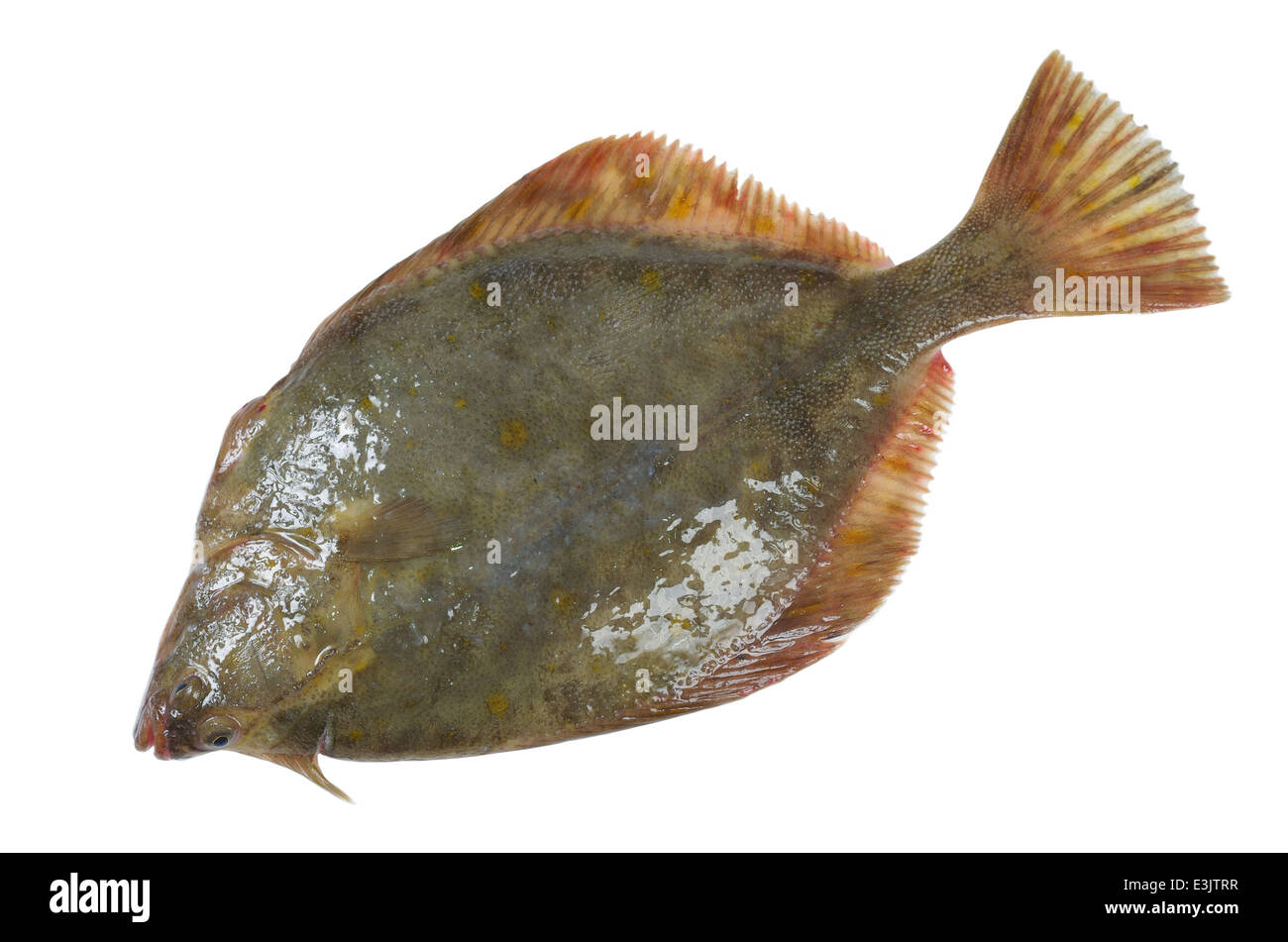 flounder on a white background Stock Photo - Alamy