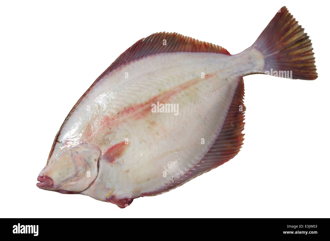 Fish stomach hires stock photography and images Alamy