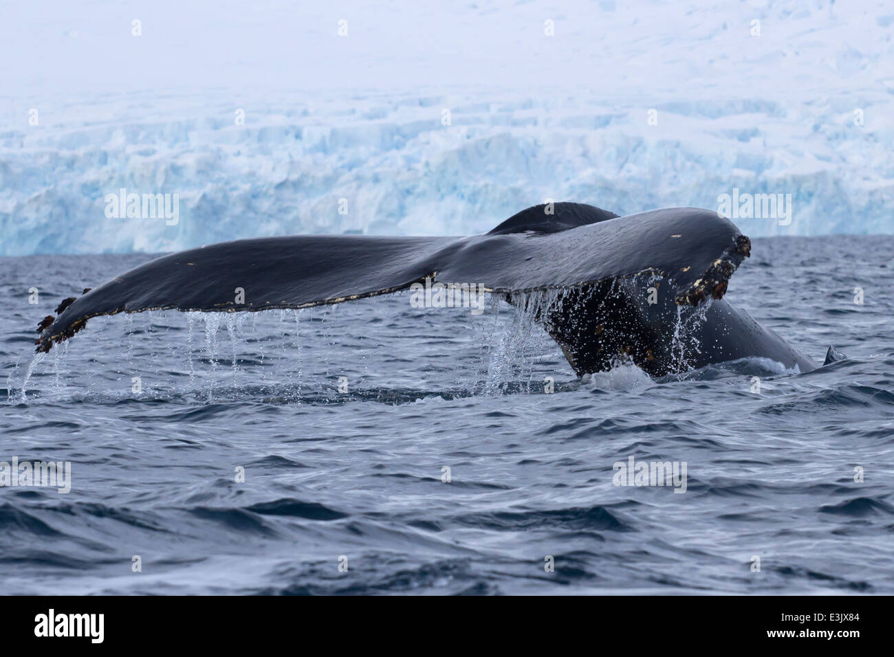 humpback whale diving in the ocean water off the Antarctic Peninsula ...
