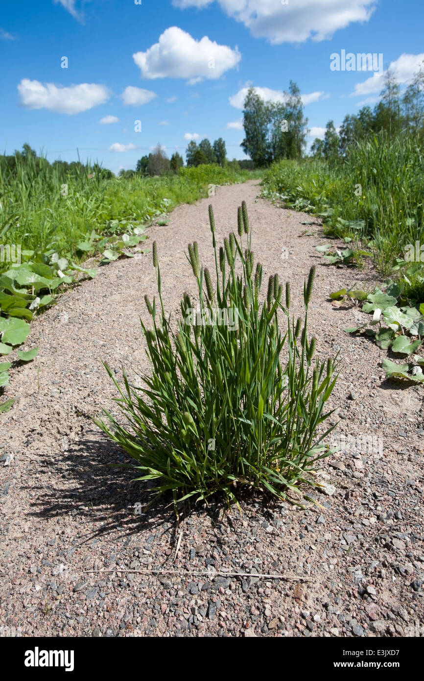tuft of timothy grass growing on middle of the path Stock Photo