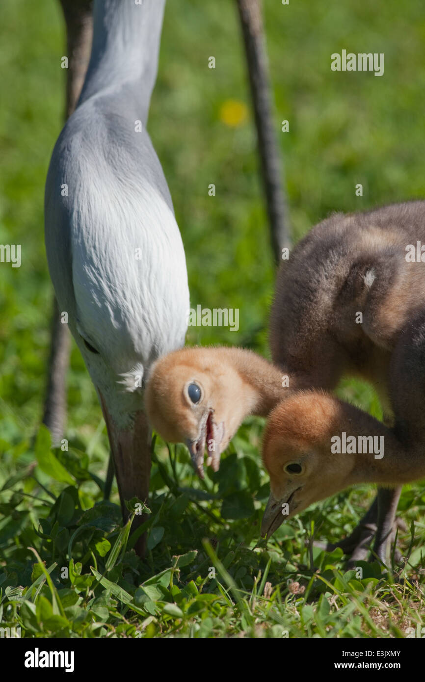 Blue Cranes (Anthropoides paradisea). Parent bird feeding alongside chicks. Chick has drawn nictitating membrane across eyeball. Stock Photo