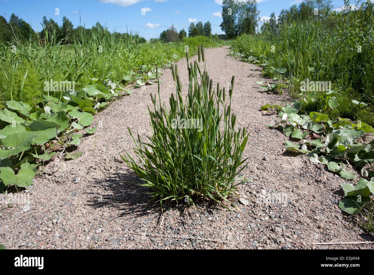 tuft of timothy grass growing on middle of the path Stock Photo