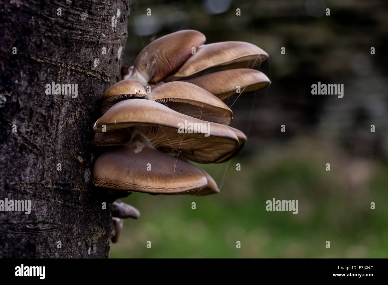Tree fungus on a side of a tree in Hengoed Parc near Caerphilly South Wales Stock Photo