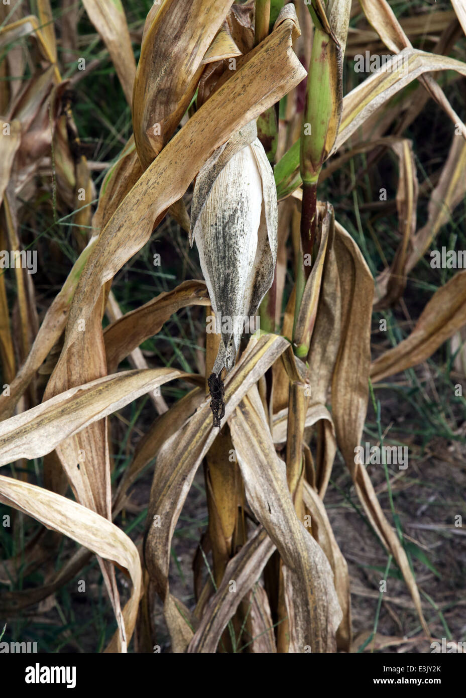 Corn field Columbia, South Carolina by Brian Jordan/Alamy Live News Stock Photo
