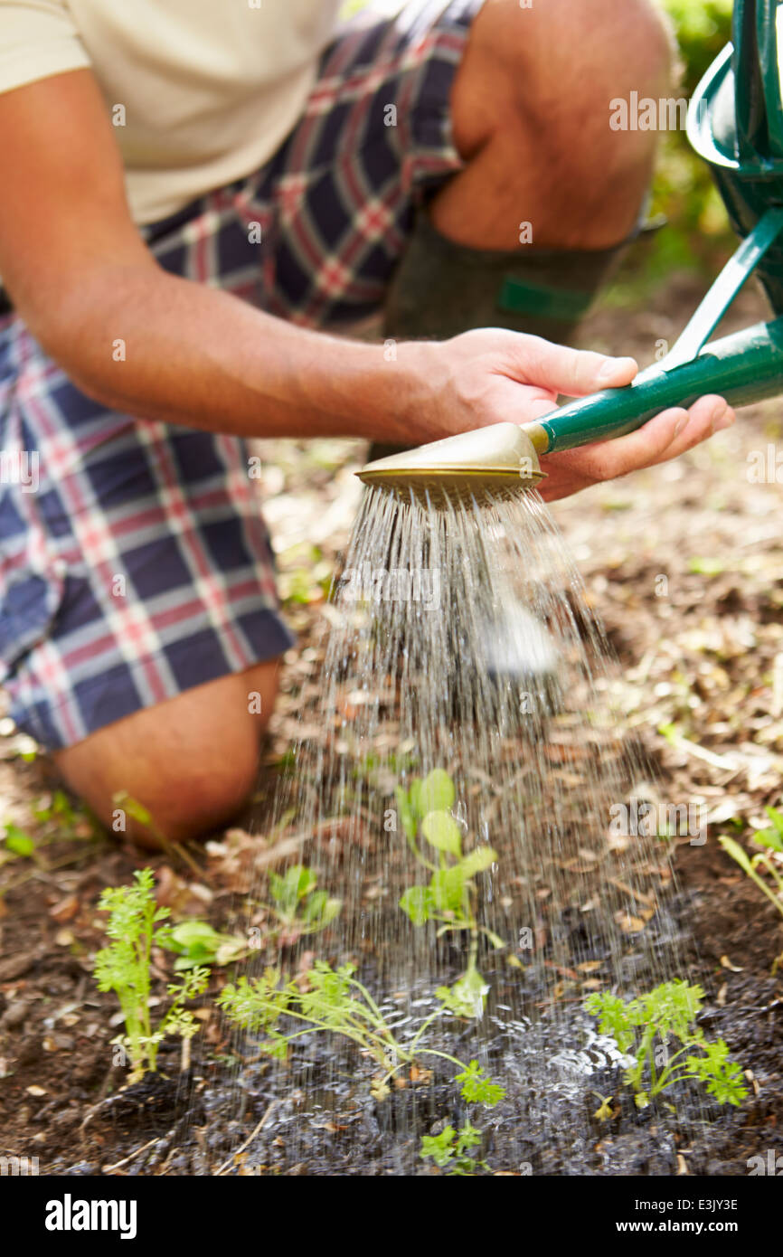 Close Up Of Man Watering Seedlings In Ground On Allotment Stock Photo