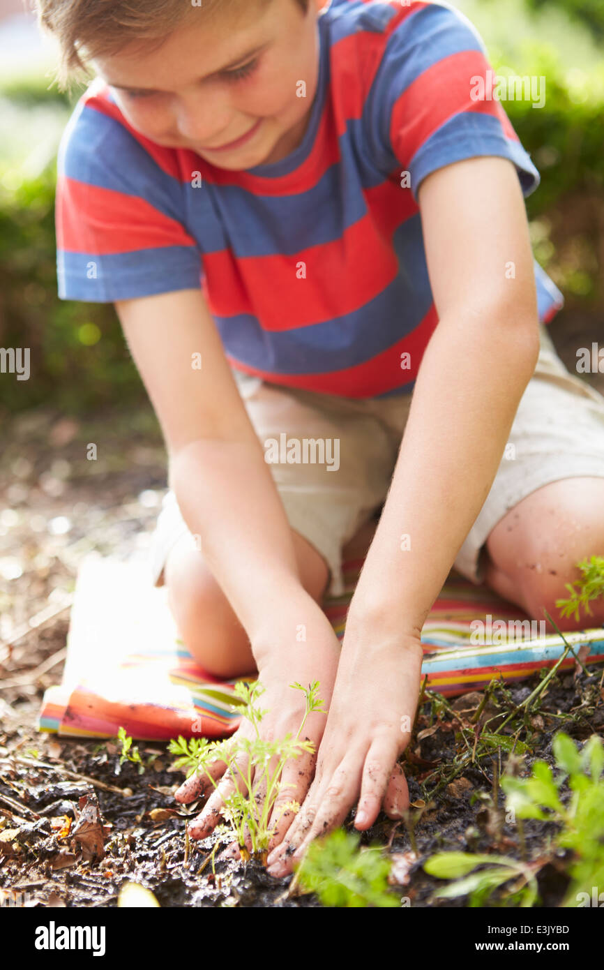 Boy Planting Seedlings In Ground On Allotment Stock Photo