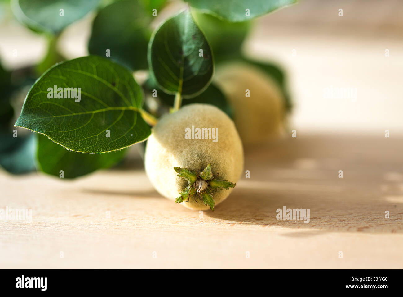 sprig of young quince fruits,with leaves on light wood table. Stock Photo