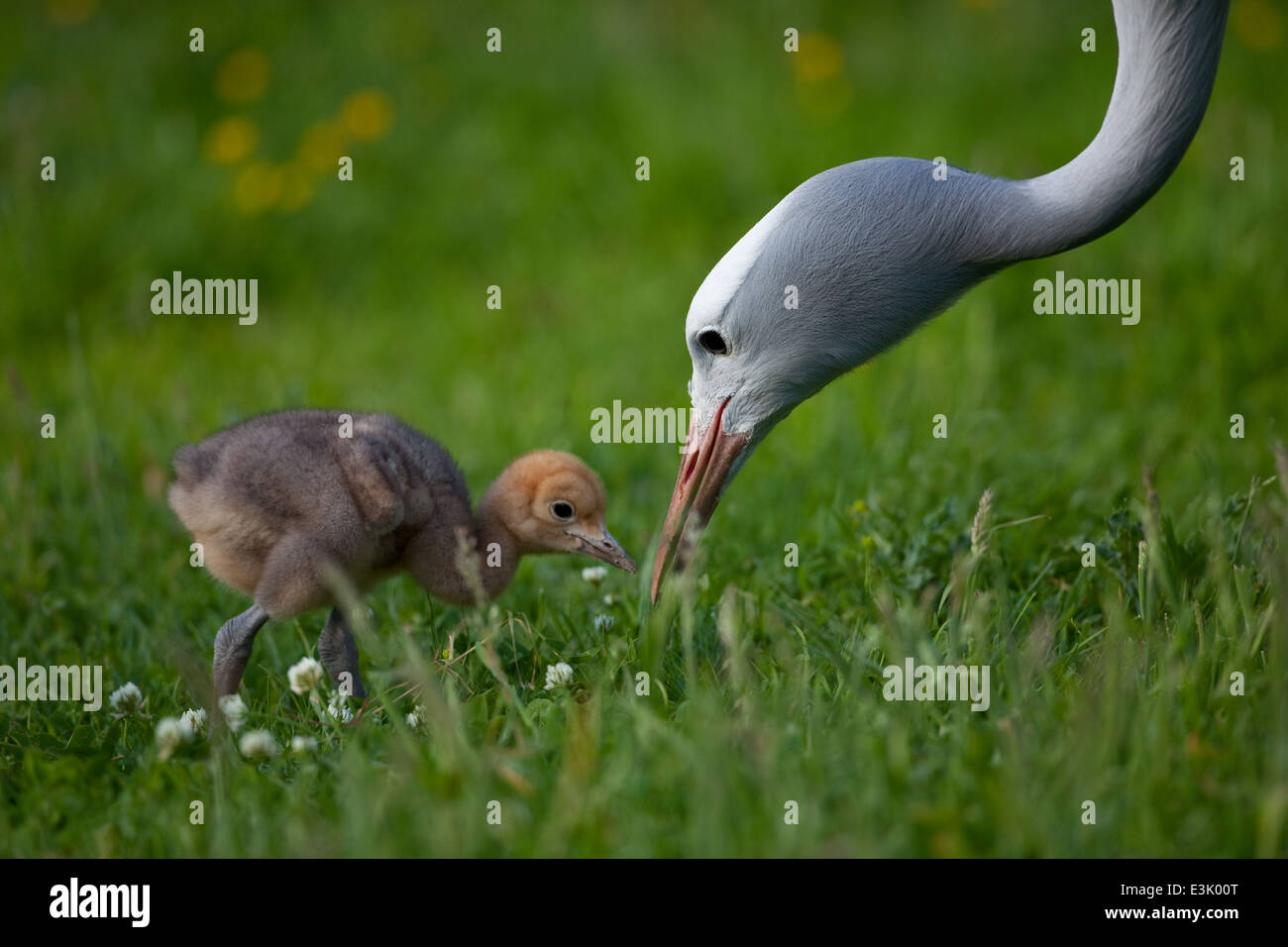 Blue, Paradise or Stanley Crane (Anthropoides paradisea). Adult with 10 days old chick, searching for invertebrates in grass. Stock Photo