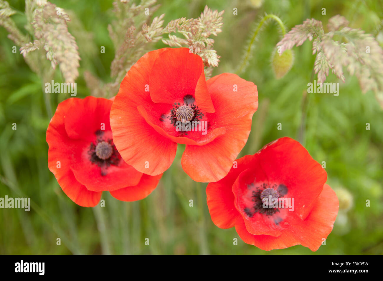 red poppies growing in grass fields Stock Photo Alamy