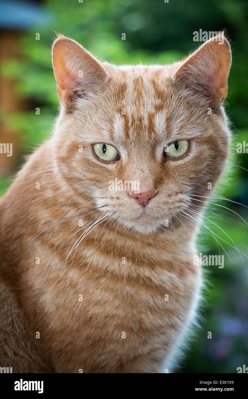 Cat staring at its owner while sitting Stock Photo Alamy
