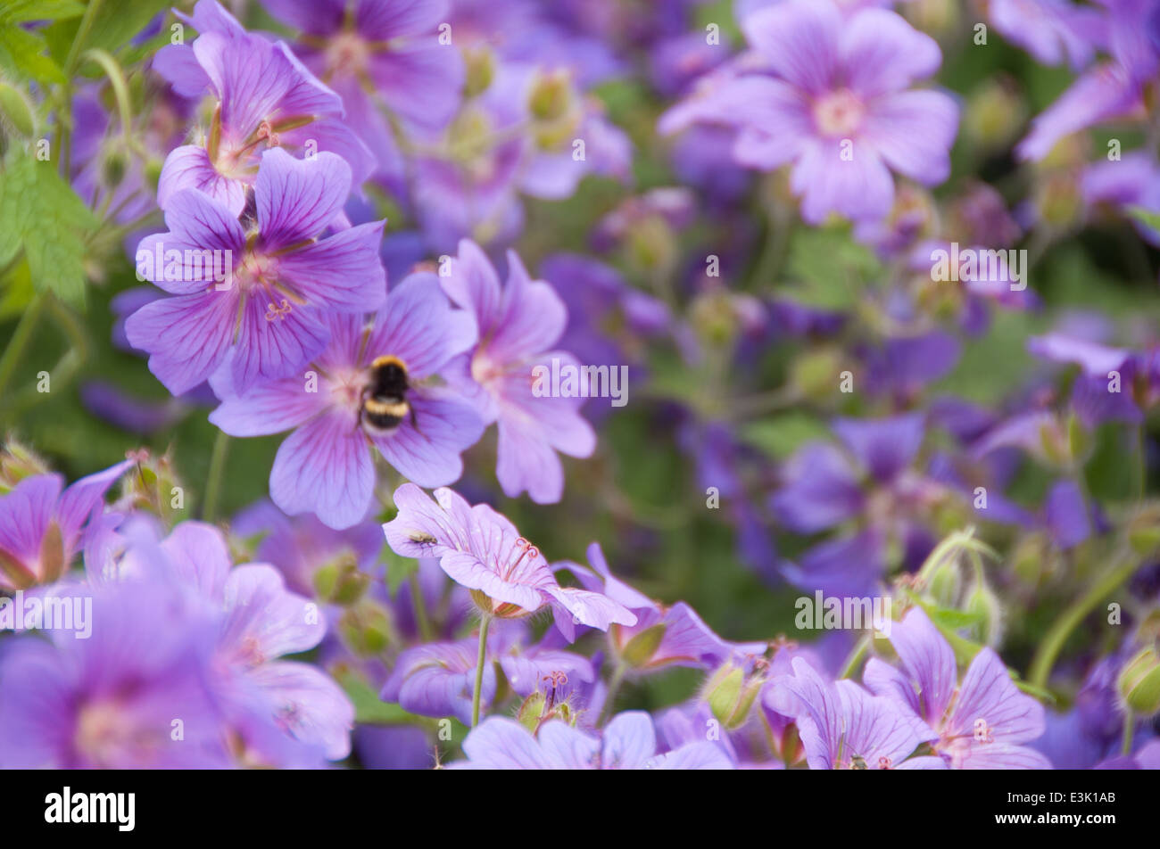 geraniums flowering in an english summer garden with honey bee's collecting pollen Stock Photo