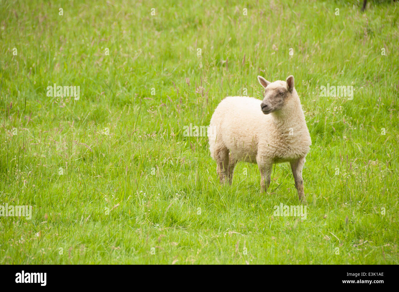 Sheep walking in a lush green field grazing in the cotswolds Stock ...
