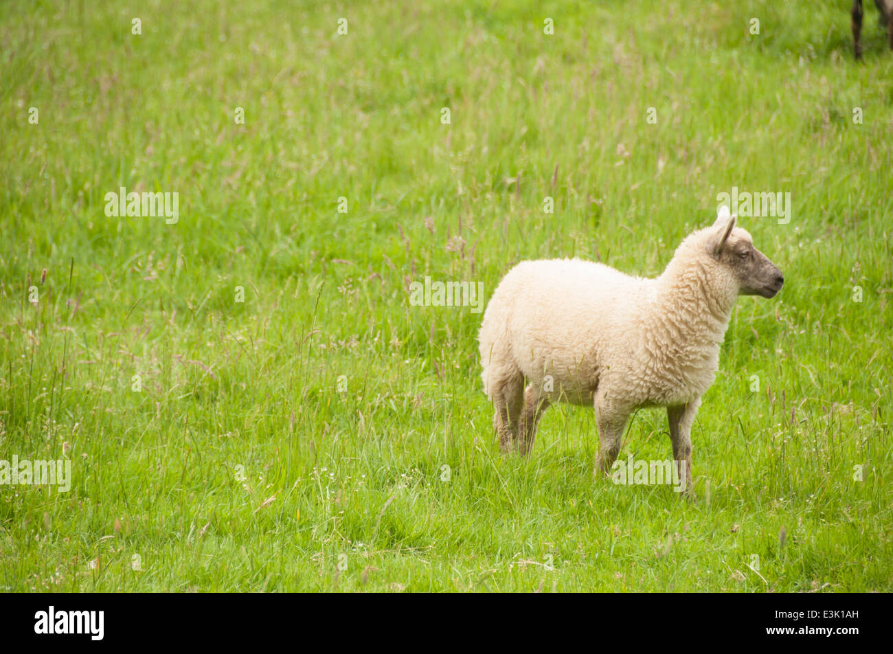 Sheep walking in a lush green field grazing in the Cotswolds Stock ...