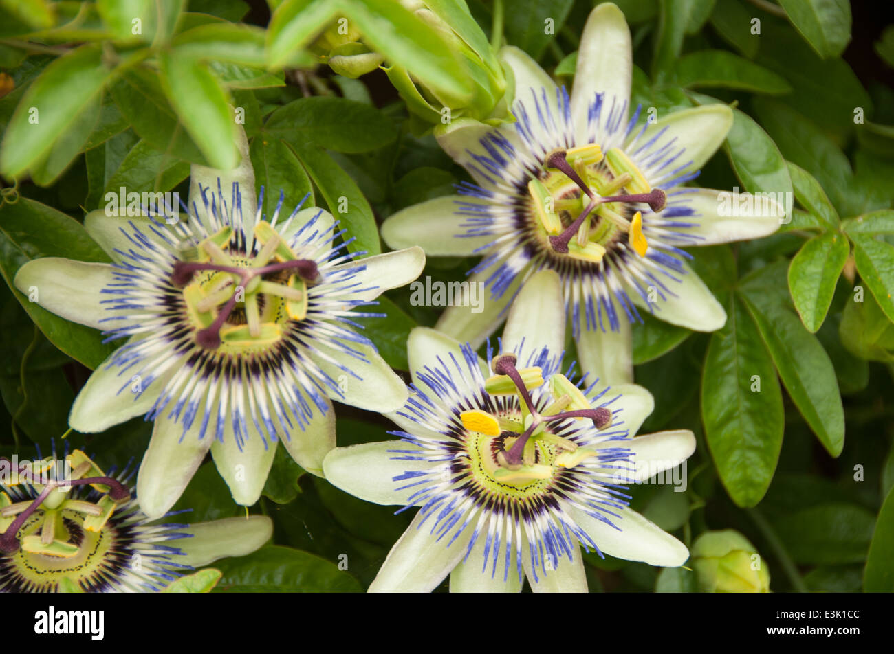 passion flower blooming in an english country garden in the middle of
