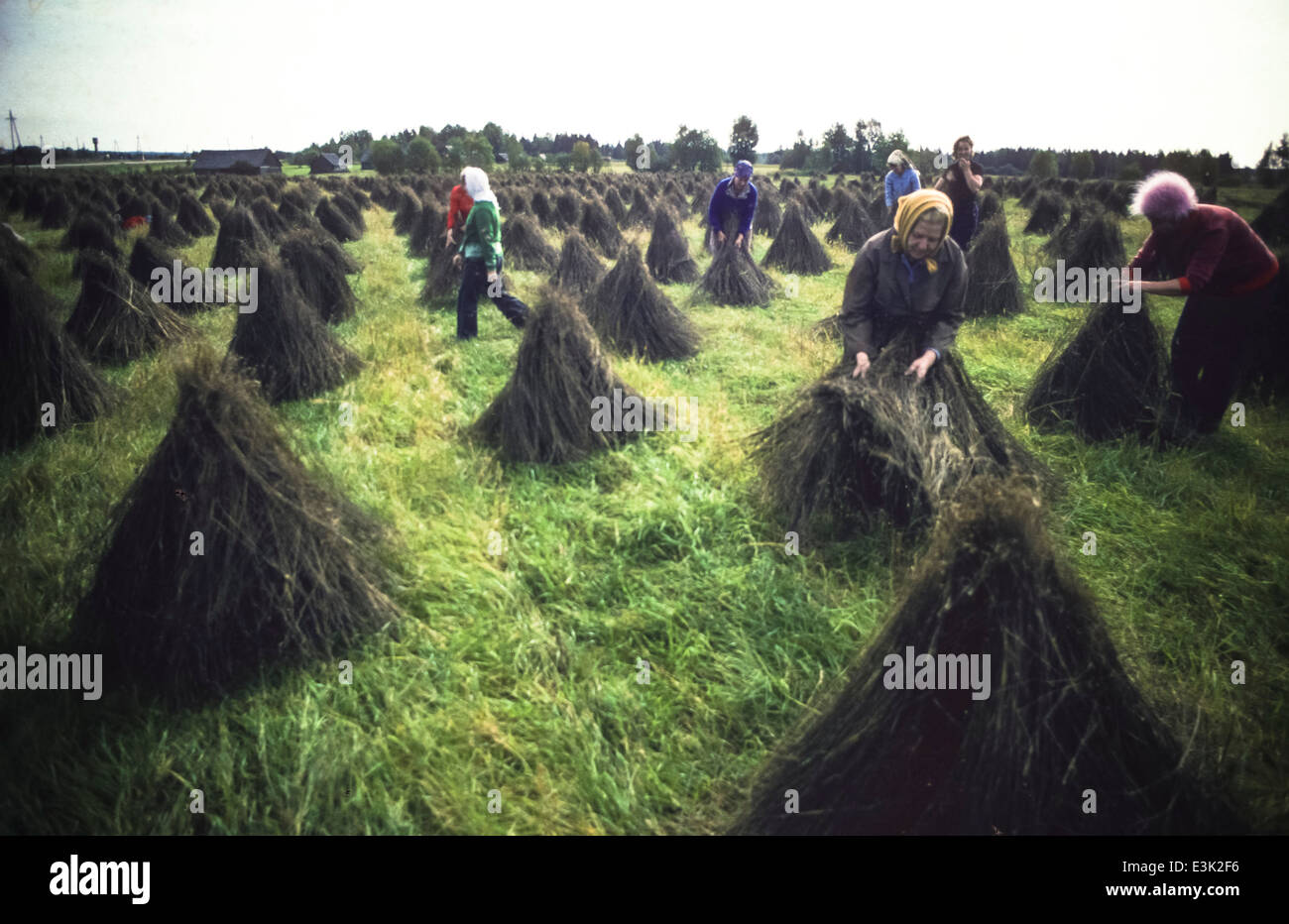 ussr,siberia,kalinin,flax picking Stock Photo
