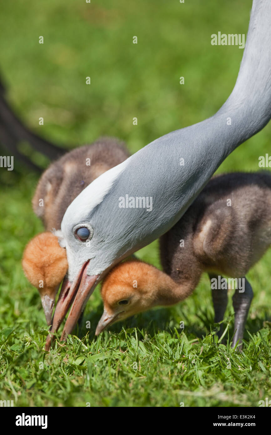 Blue, Paradise or Stanley Cranes (Anthropoides paradisea). Parent bird feeding alongside chicks, drawn eye nictitating membrane. Stock Photo