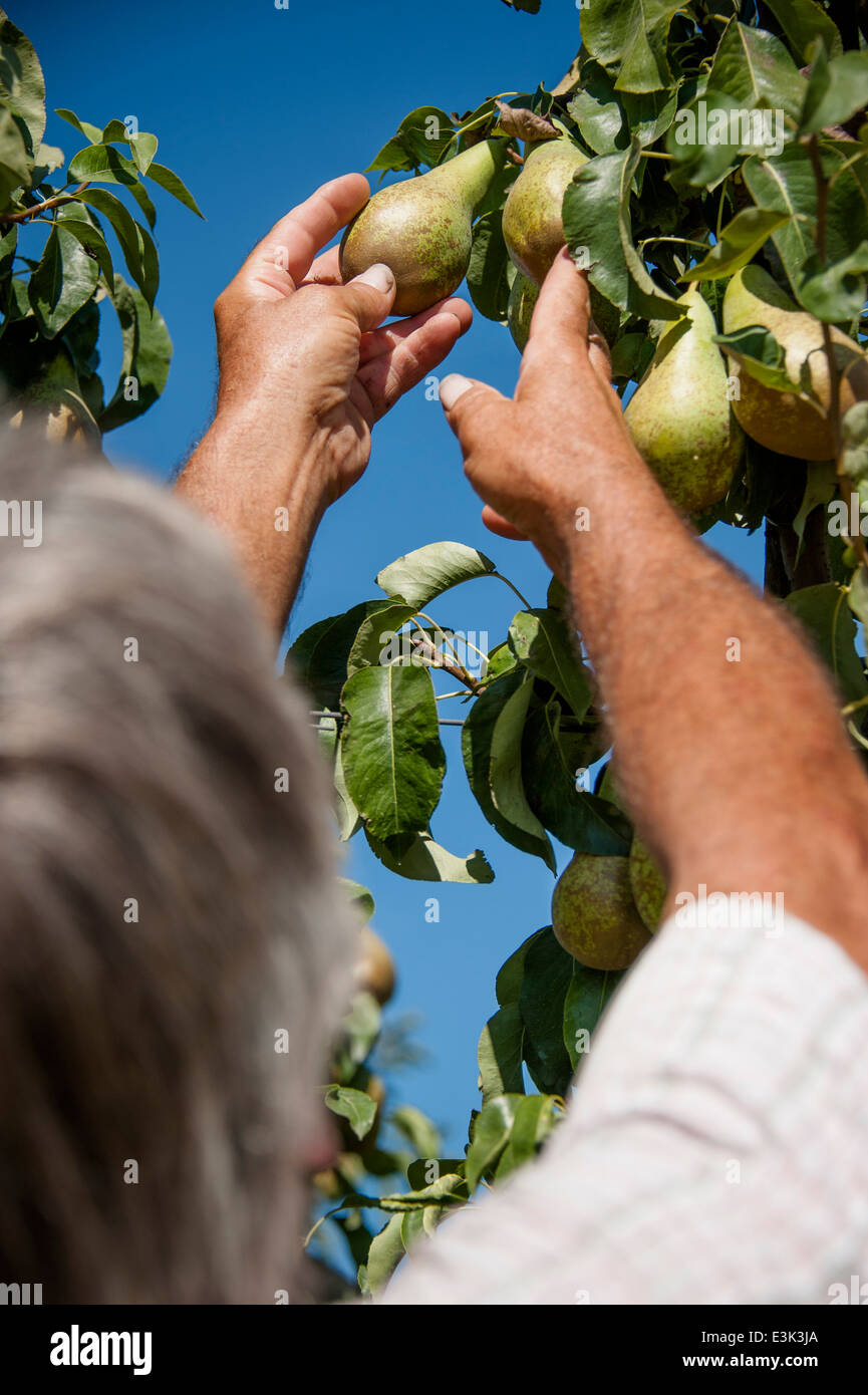 picking pears Stock Photo