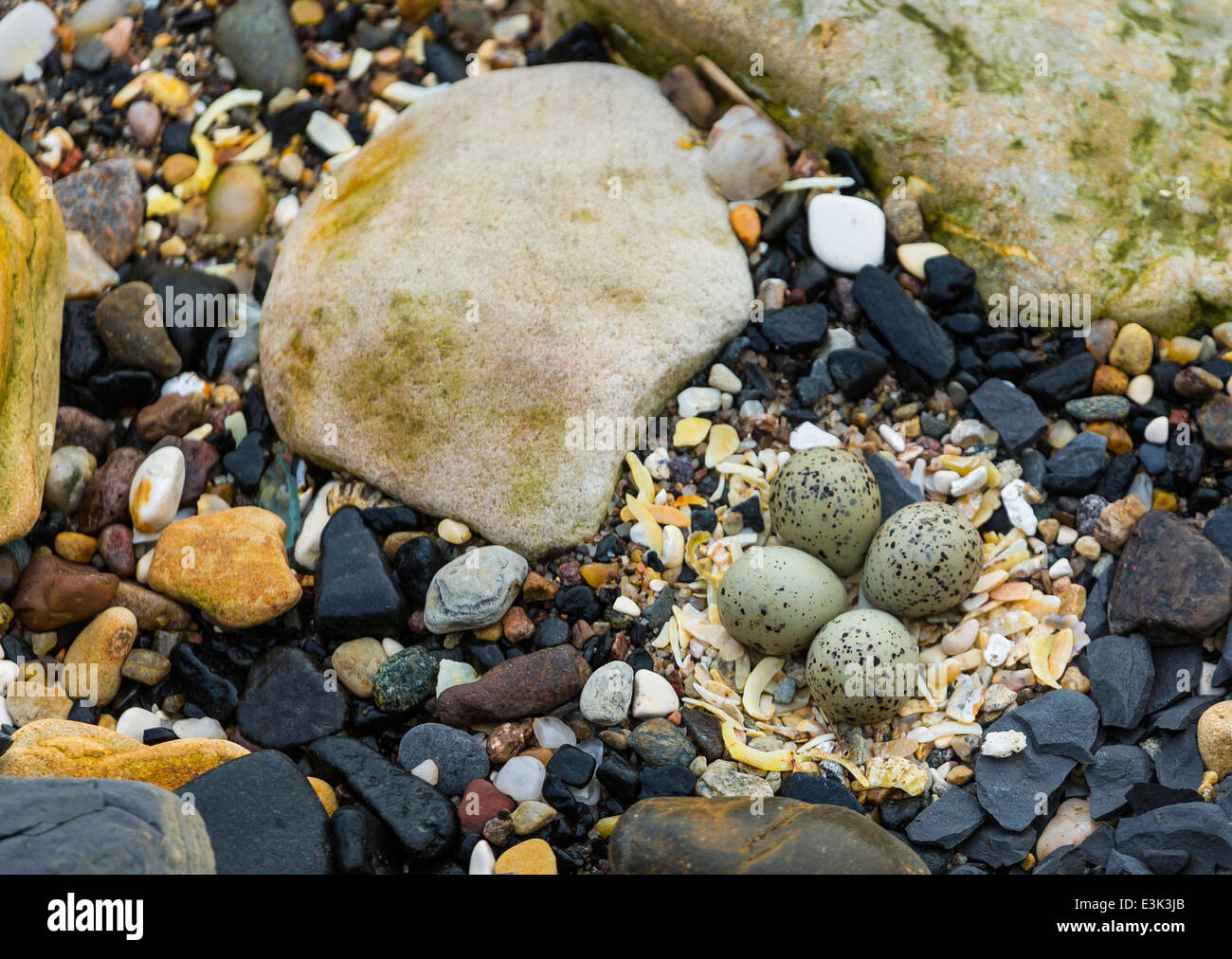 A Ringed Plover Nest on the foreshore at Ballycastle County Antrim Northern Ireland Stock Photo