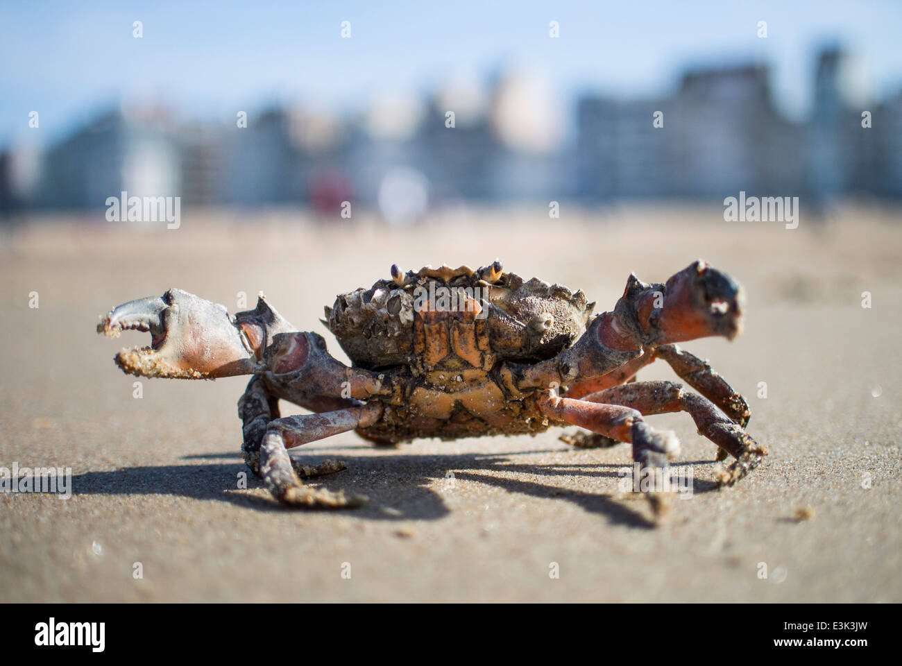 a crab on the beach Stock Photo