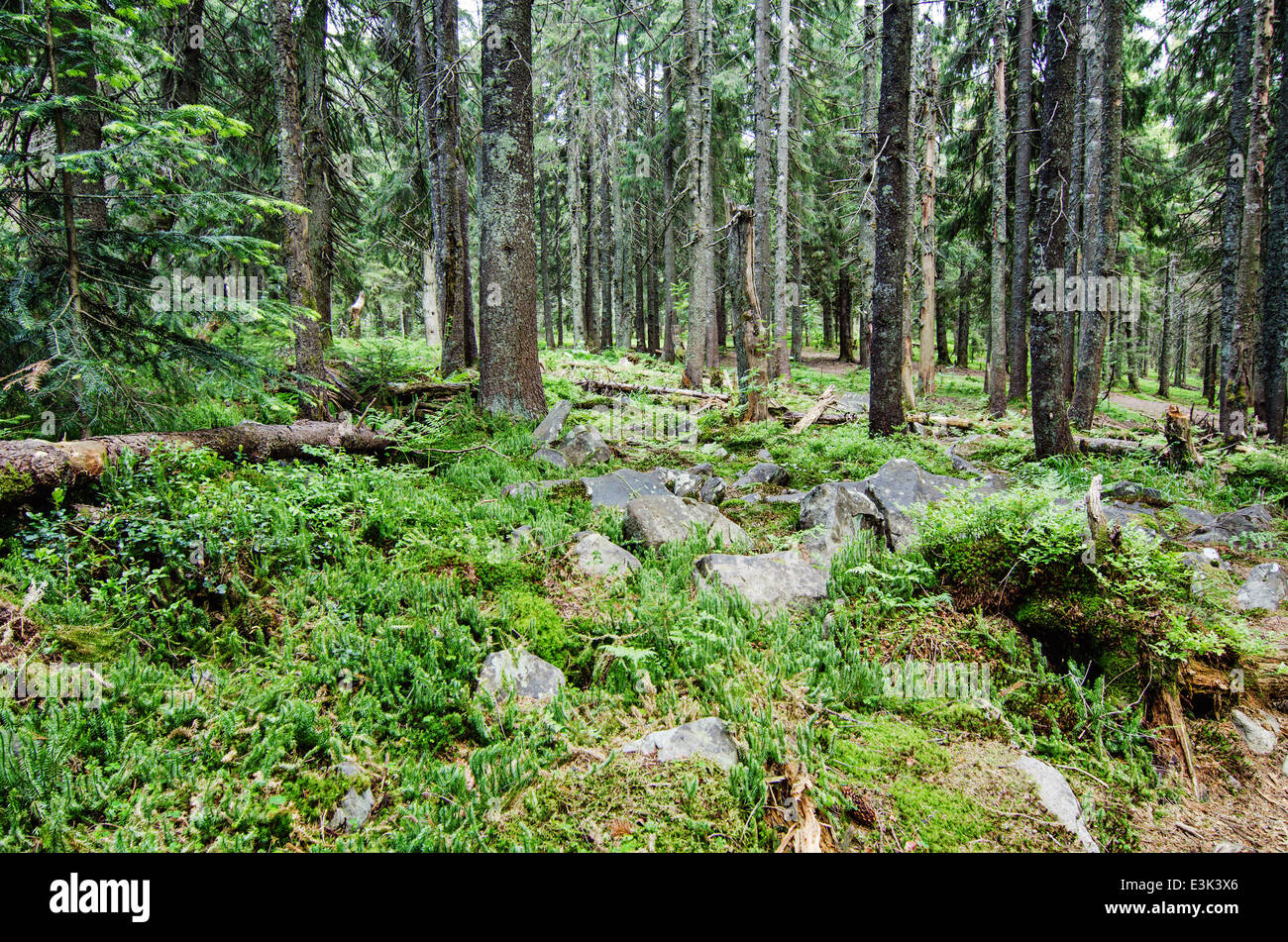 Dense green forest Stock Photo - Alamy