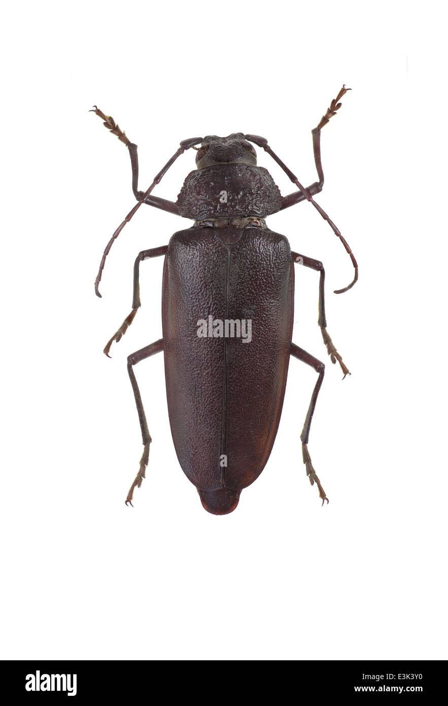Coleoptera; Cerambycidae; Ergates faber; Linnaeus 1761; Stock Photo
