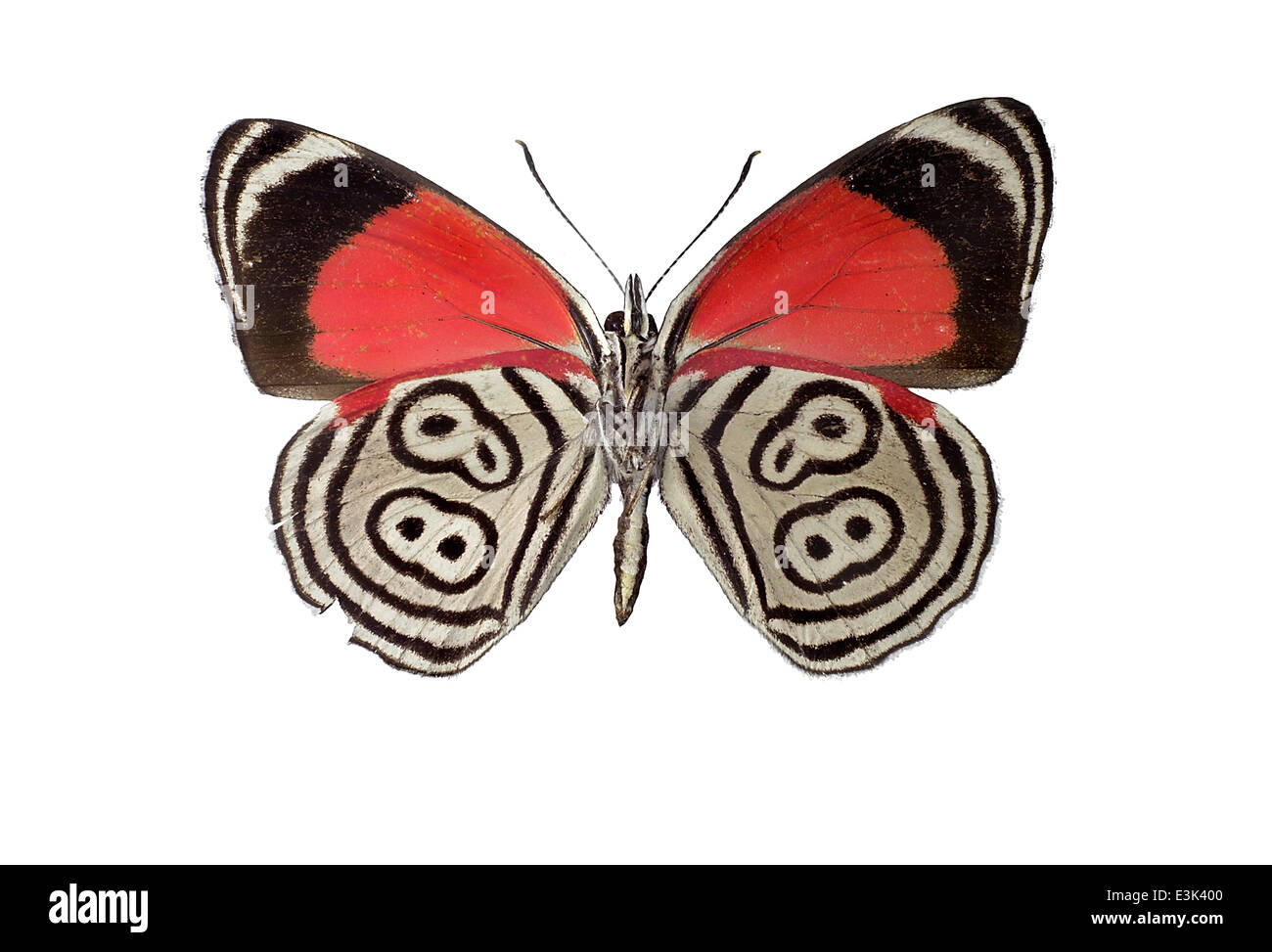 Lepidoptera; Nymphalidae; Diaethria clymena; Cramer 1775; Stock Photo