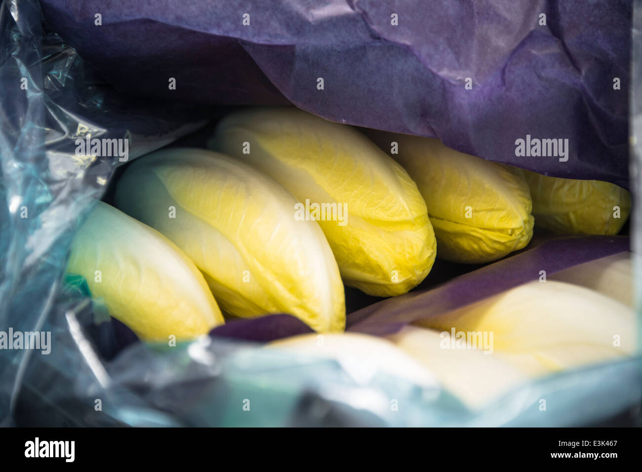 wrapped chicory Stock Photo