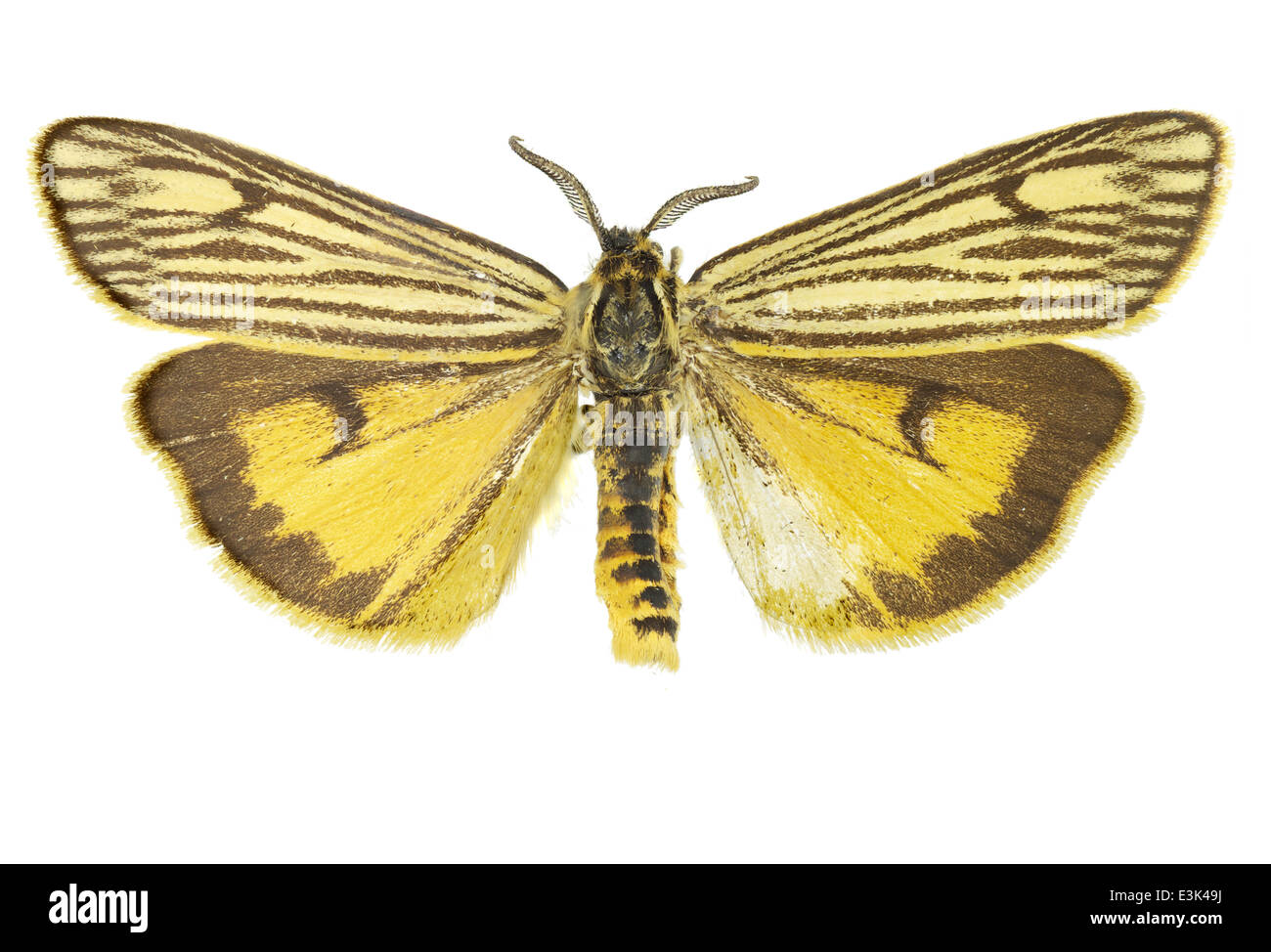 Lepidoptera; Arctiidae; Coscinia striata; Linnaeus 1758; Stock Photo