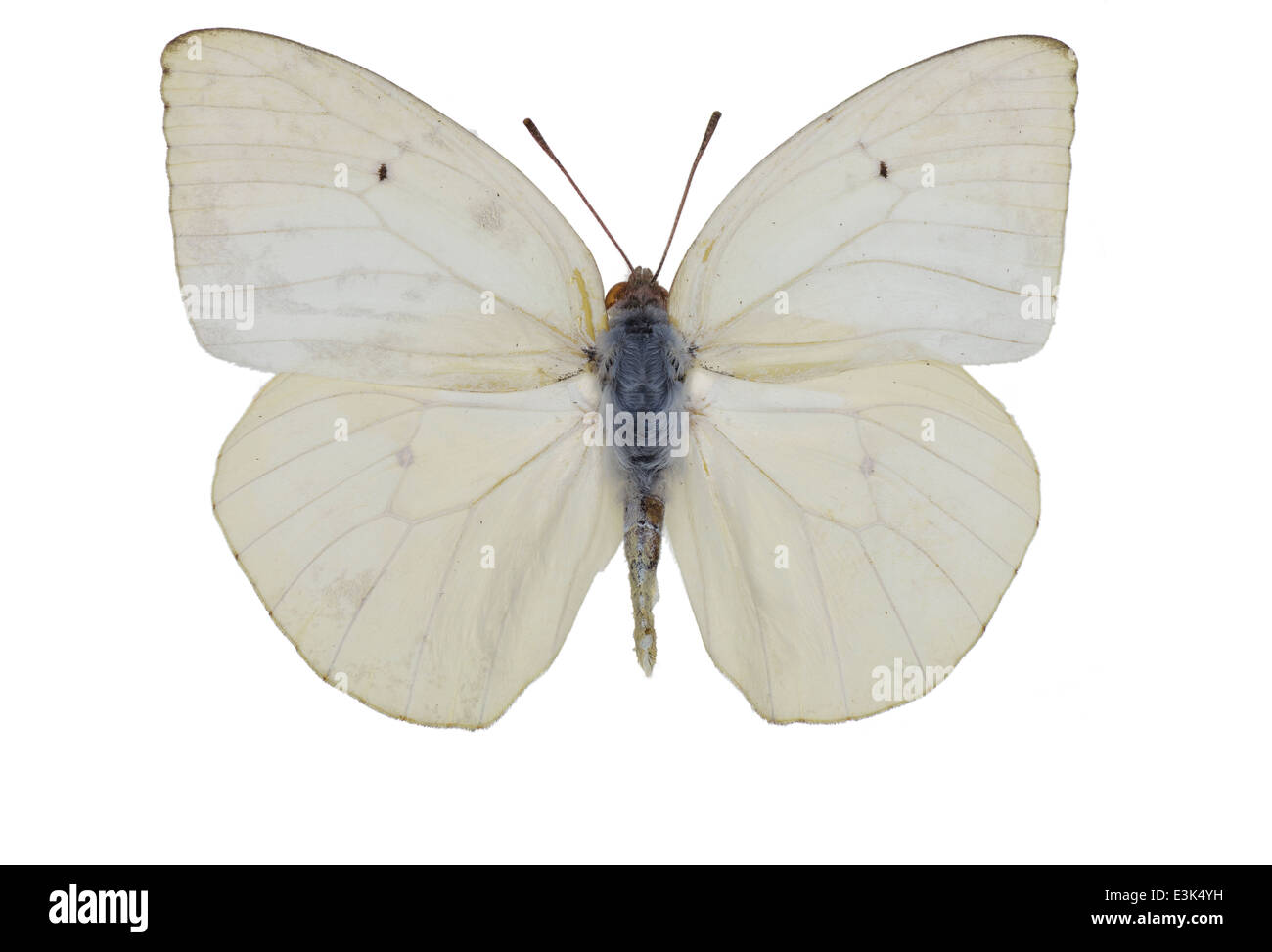 Lepidoptera; Pieridae; Catopsilla florella; Fabricius 1775 Stock Photo