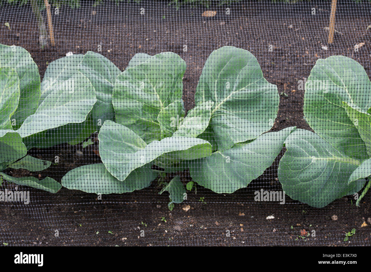 Brassica oleracea. Oxheart cabbages under netting in a vegetable garden Stock Photo