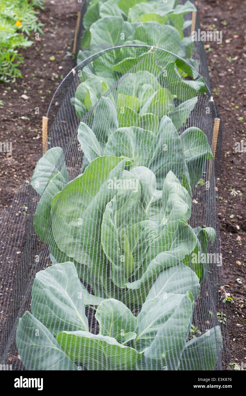 Brassica oleracea. Oxheart cabbages under netting in a vegetable garden Stock Photo