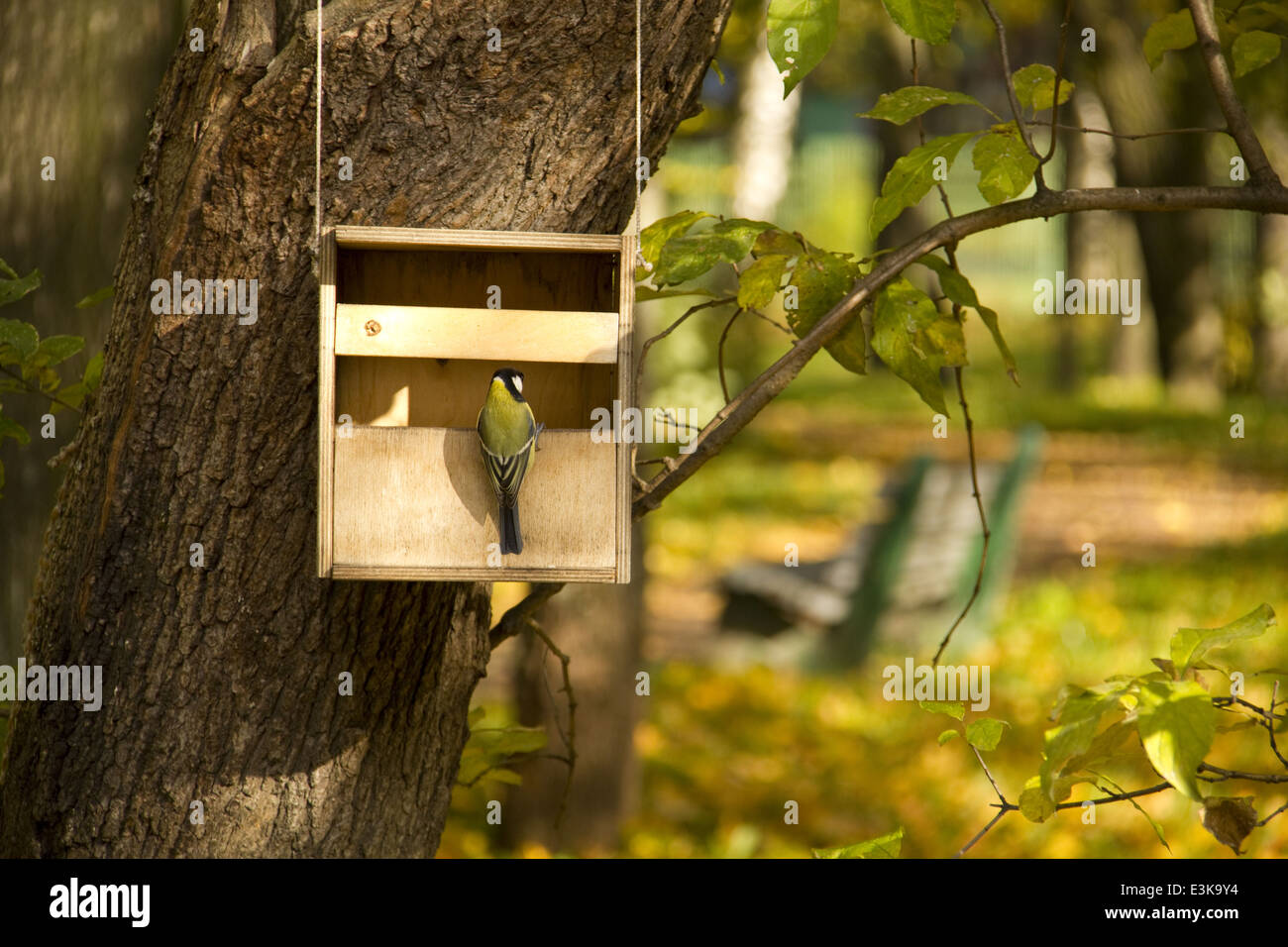 Yellow Finch On The Bird Feeder With A Autumn Park Background And