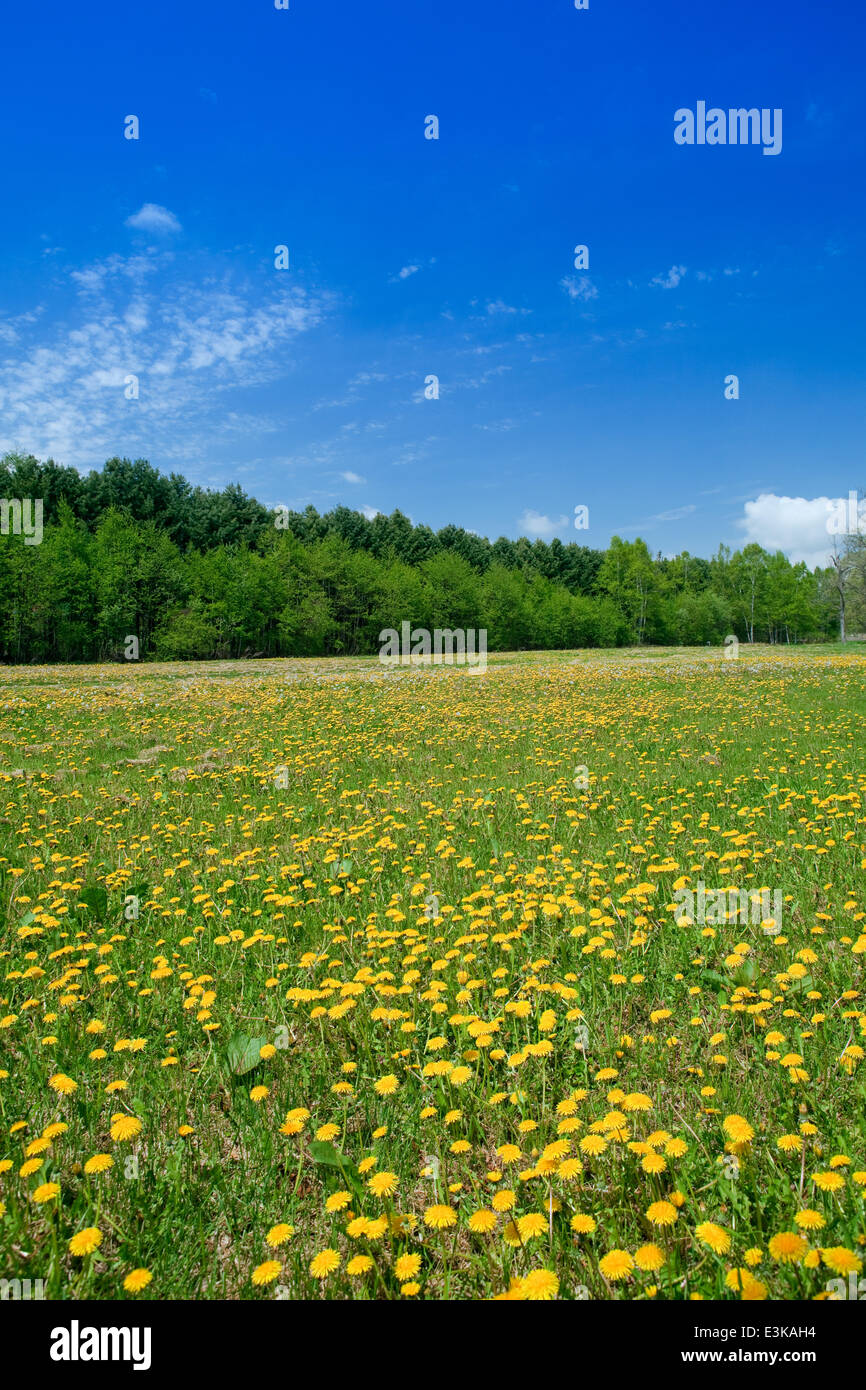 Flower garden and sky Stock Photo - Alamy