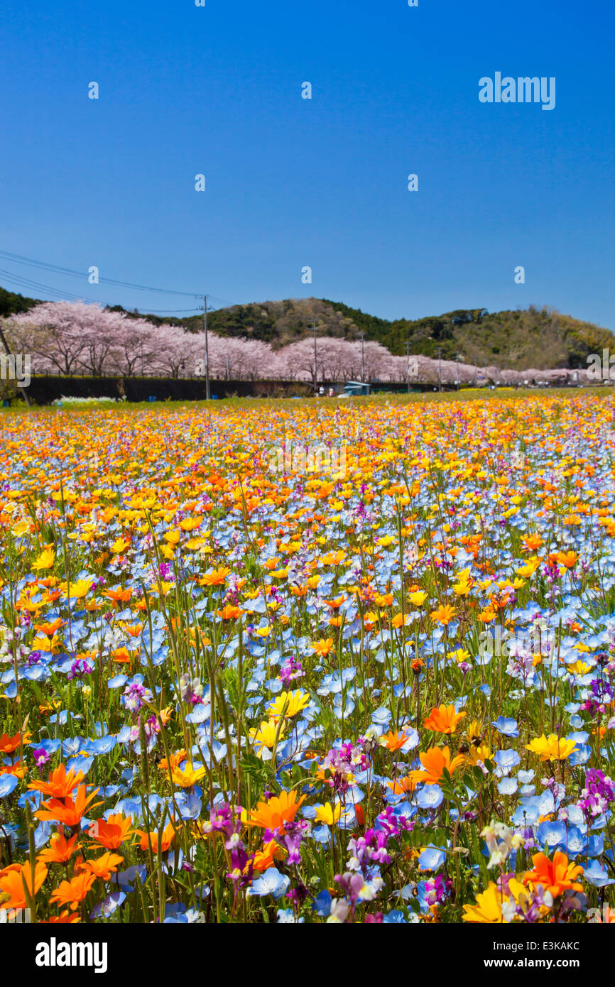Flower garden and sky Stock Photo - Alamy