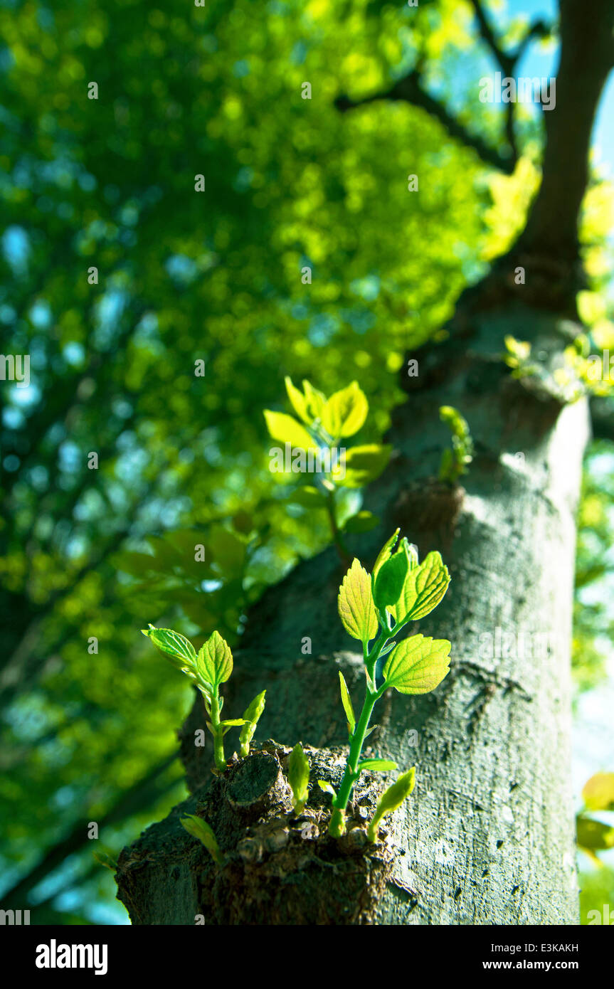 Sprouting leaves Stock Photo